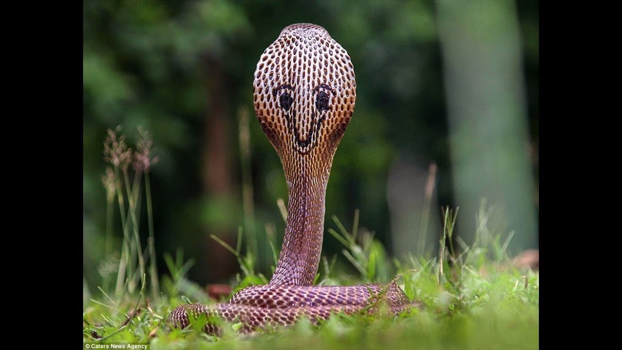 Sssmile like you mean it! Quirky markings on cobra's back 