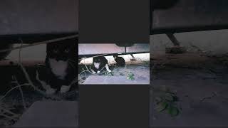 дело было вечером, делать было нечего #cat #котикиспасутмир