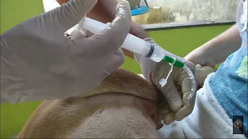 Quanto custa uma inseminação de Bulldog Francês?