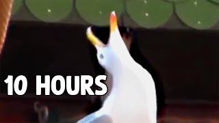 Laughing Seagull (Meme) 10 Hours