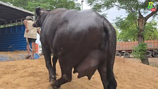 आज सभी मुर्रा भैंस हरियाणा से गाजीपुर जिला में आ रही है सुबह सुबह | Buffalo loading | Murrah Bhains