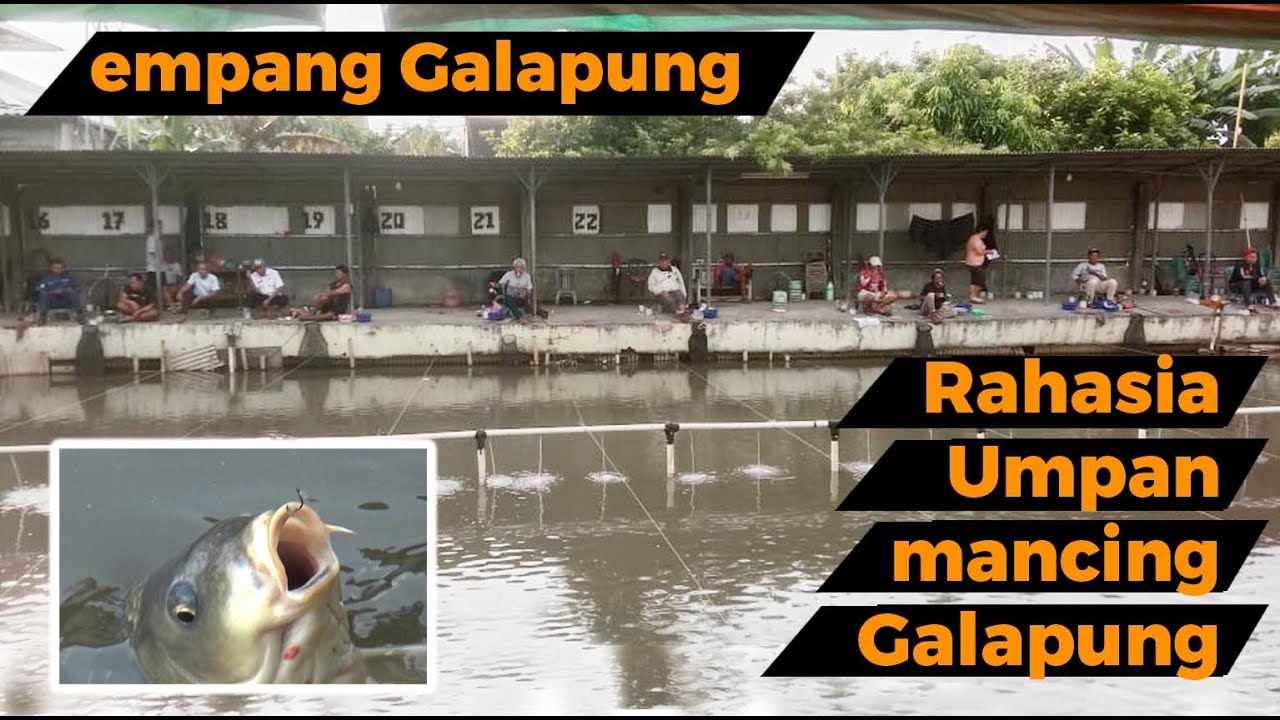 Tehnik dan Cara meracik dan menggunakan umpan mancing galapung