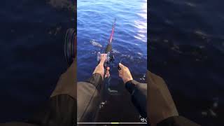 Трофейная мольва обыкновенная) #fishing #рр4 #rf4 #русскаярыбалка4