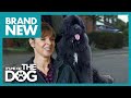 75kg newfoundland is unaware of his size  full episode  its me or the dog