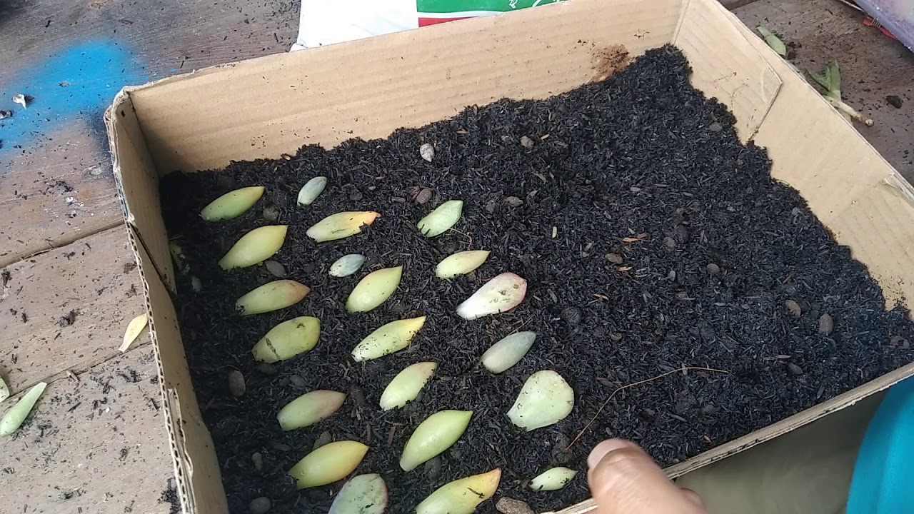 Menanam Sukulen dari daun dengan mudah 