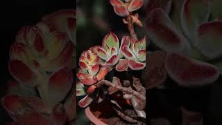 Echeveria Pulvinata Ruby - Echeveria Ruby