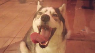 Funny Dogs Licking Glass