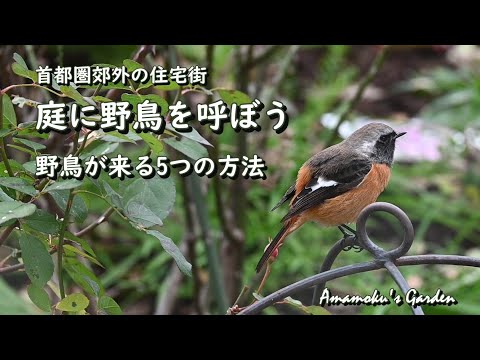 プロが教える!虫を食べる鳥を呼び込む自然の害虫駆除法