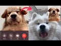 Doggo Facetimes Girlfriend