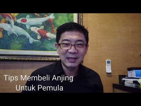 Video: Bulldog Perancis: Apa Yang Perlu Anda Ketahui Sebelum Membeli