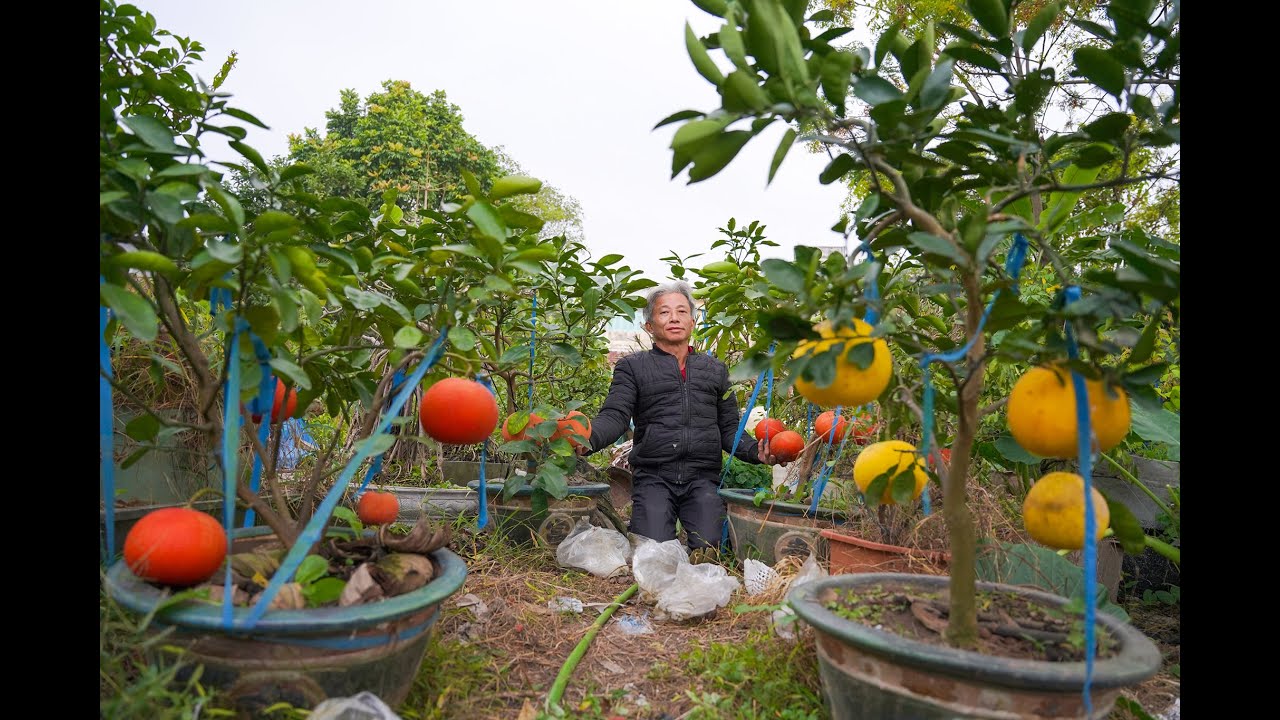 Tết này chơi cây gì? Bưởi tiến vua trên chậu cực đẹp và chất l Dương Cây Cảnh
