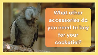 What other accessories do you need to buy for your cockatiel? | Dr Cockatiel