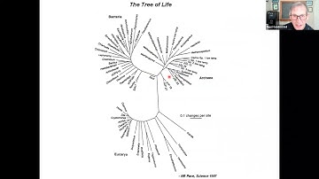 Topological scaling laws and the statistical mechanics of evolution