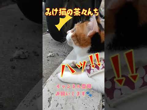 【猫のお散歩】かわいい日本猫がお散歩をするとこうなりました。暑くて威嚇した後おくちがひらきっぱなし。PART3　#保護猫　#三毛猫　#猫の散歩