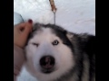 Murmansk, cute  husky