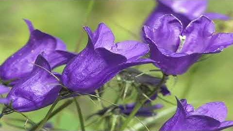 flowers VJ VFX Motion Background || vj motion background || VJ Loops ||