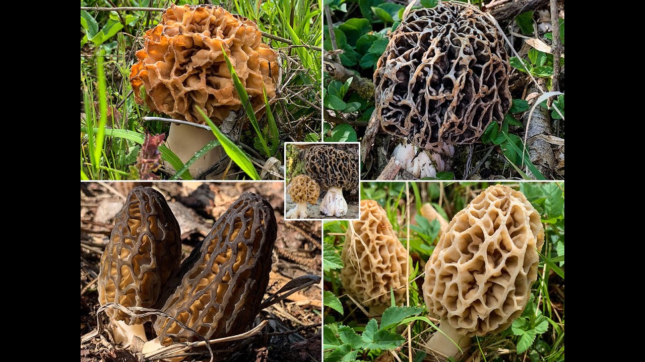Spitzmorcheln & Speisemorcheln finden | Morchella conica | Morchella vulgaris | Morchella esculenta