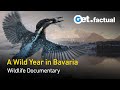 Wild bavaria  born from ice  full wildlife documentary