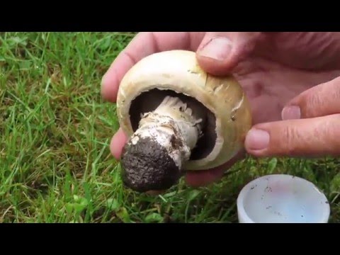 Video: Come Scegliere I Funghi Prataioli