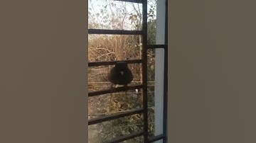 Little bird fighting with its own reflection on the glass window. #shorts