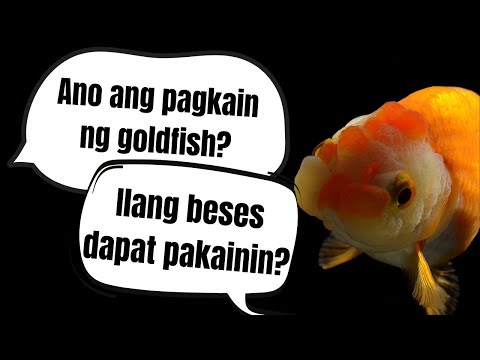 Ano ang Pagkain ng Goldfish? Ilang Beses Dapat Pakainin? | Raffle Winner & New Giveaway