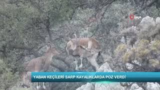 Yaban Keçileri Sarp Kayalıklarda Poz Verdi