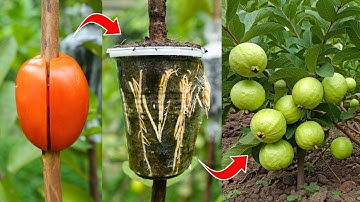 🌿Grow Guava Trees Faster with These Pro Tips for Beginners!🍅
