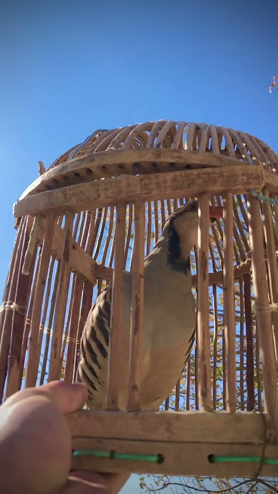 کەو —ماکەو —keklik sesi—куропатка—keklik chukar —صوت حجل