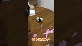 【ののちゃん】【2歳のはさみデビュー】はさみの使い手ののちゃん現る。