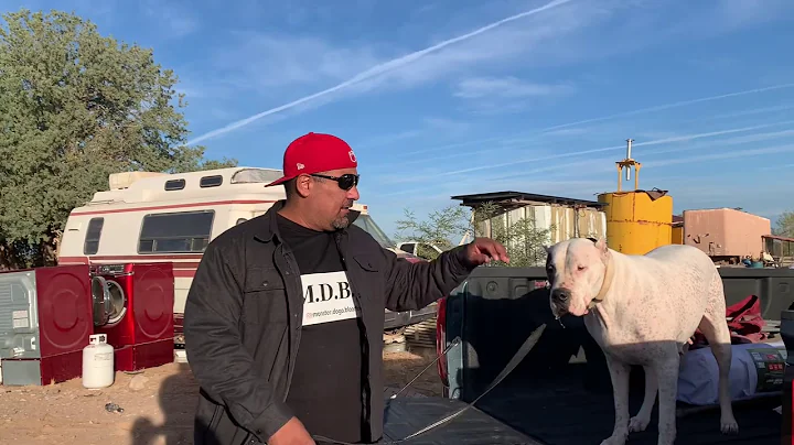 Dogo Argentino Boar Hunting Training