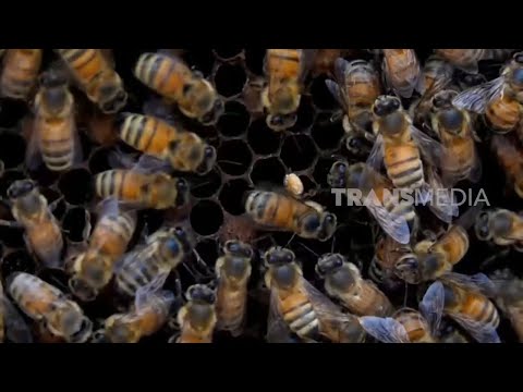 Mengenal Wiggle Dance Lebah Cara Mereka Berkomunikasi | SI OTAN