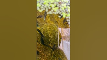 Thumbnail of Duckweed plant 🌱 with guppy #shorts #amolkoli #petsmemo