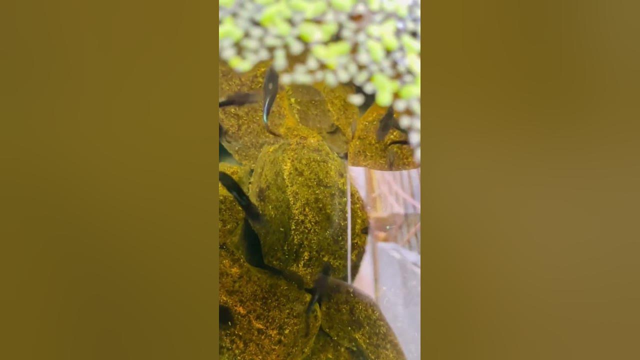 Duckweed plant 🌱 with guppy #shorts #amolkoli #petsmemo