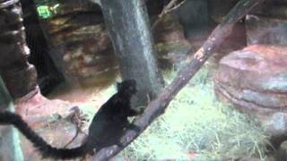 Xxqmanxxp2B Doing A Narraration At The Zoo