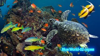 Подводный Мир / Blue World 02 Серия Подводная Жизнь Под Мостом Флориды