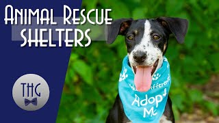Animal Shelters: A History