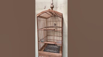 bedanya konsisten dan telaten dalam merawat burung #burung #kicaumania #qinarabanyuwangi