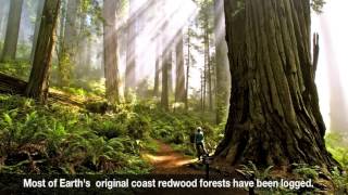 Insider's Guide to Del Norte Coast Redwoods State Park screenshot 3