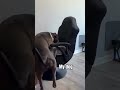 Other dogs Vs my dog🤣 #dogs #pethumor #funnydog #bullybreed #doghumor Dog life, dog humor, dogs,