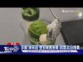 京都「抹茶店」登台吸客排買 民眾:比日稍貴｜TVBS新聞 @TVBSNEWS01