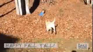 Dog and kid have so much fun in leaves!