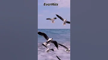 Содержит EverHits Music 