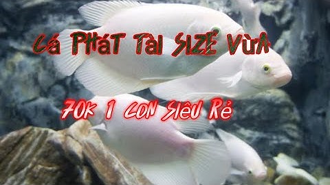 cá phát tài,size vừa giá lại rẻ dưới 100k 1 con,quá hợp lý cho anh chị em nuôi cá cảnh đẹp mê ly này