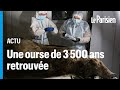 L&#39;incroyable découverte d&#39;un ours vieux de 3 500 ans conservé dans le permafrost sibérien