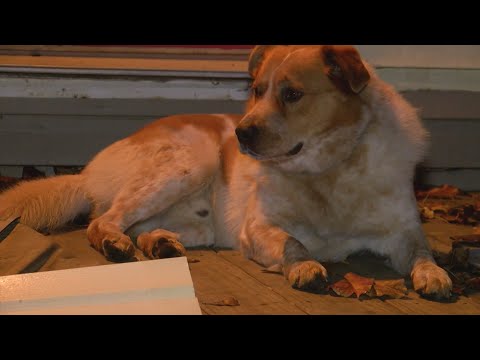 Pet dog rescues family from Big Stone Gap house fire