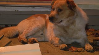 Pet dog rescues family from Big Stone Gap house fire