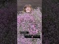 How insane is this gypsophila?! 🩷🩷 #flower