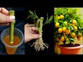 How to Grow Lemon Tree from Cutting In A Water (New Techniques)