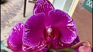 Поступление сортовых орхидей в Экофлору. Роскошная новинка ...