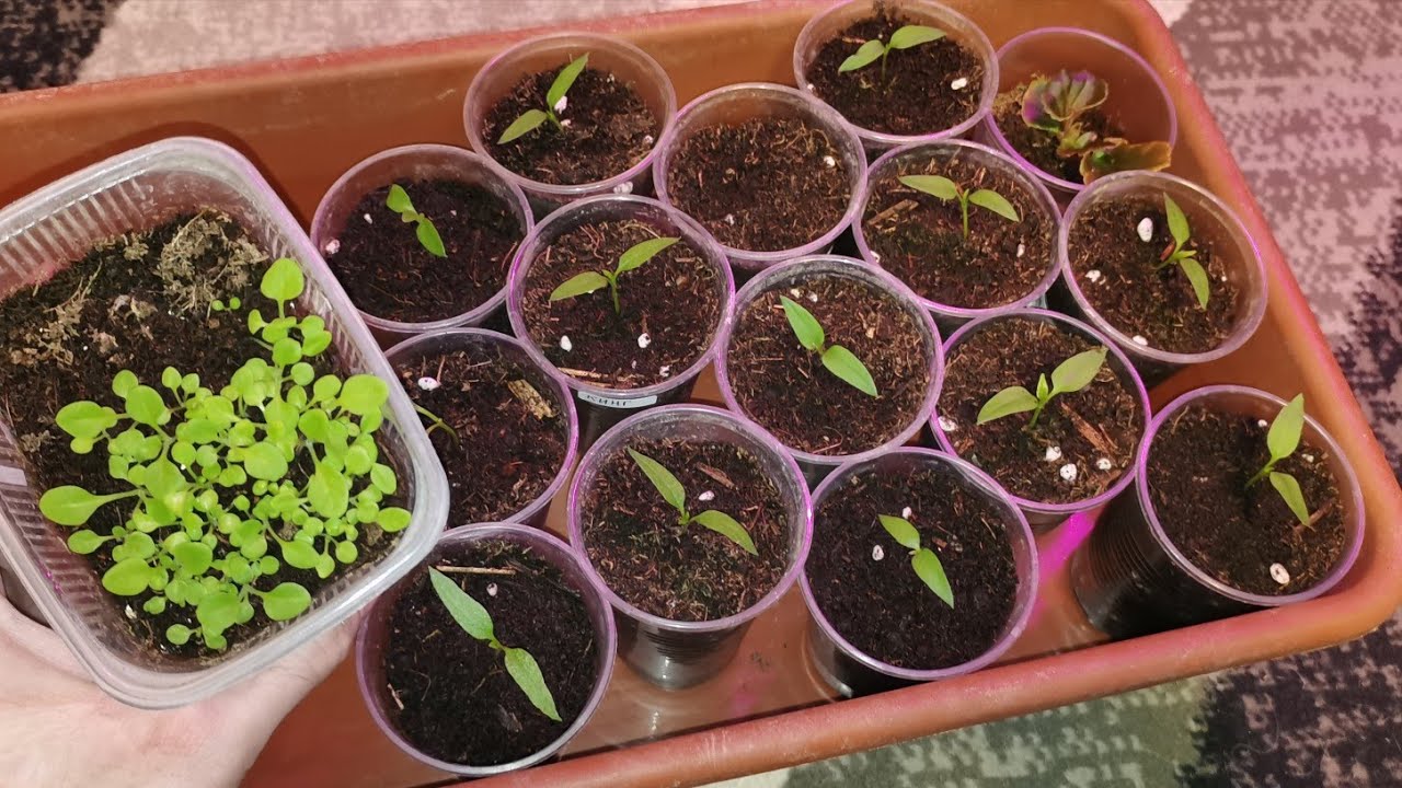 Рассада сезон 2026 пересаживаю перцы и петунии! Вкусные венские вафли.
